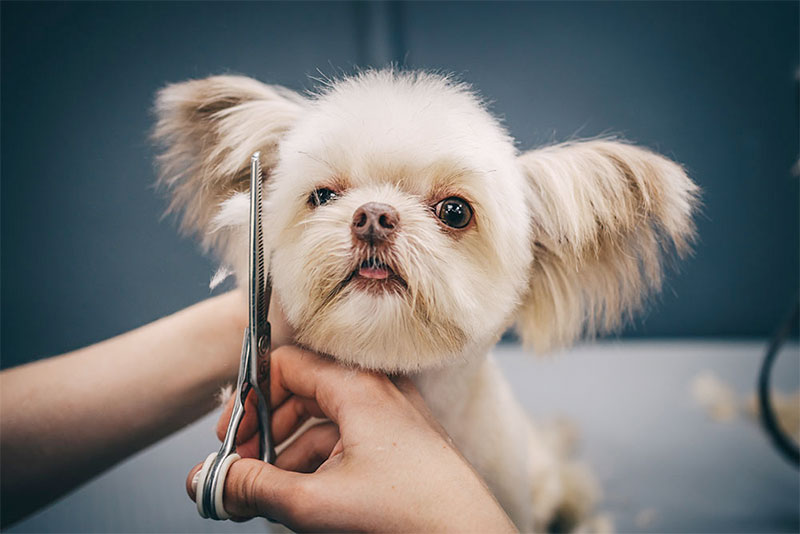Groomer